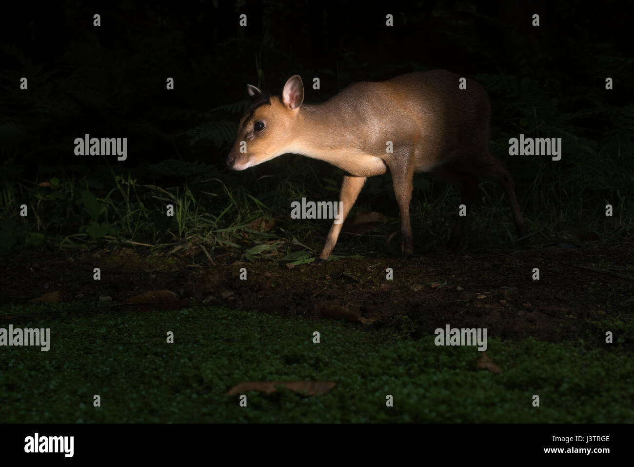 Reeves's muntjac Muntiacus reeves female in woodland at night North Norfolk UK Stock Photo