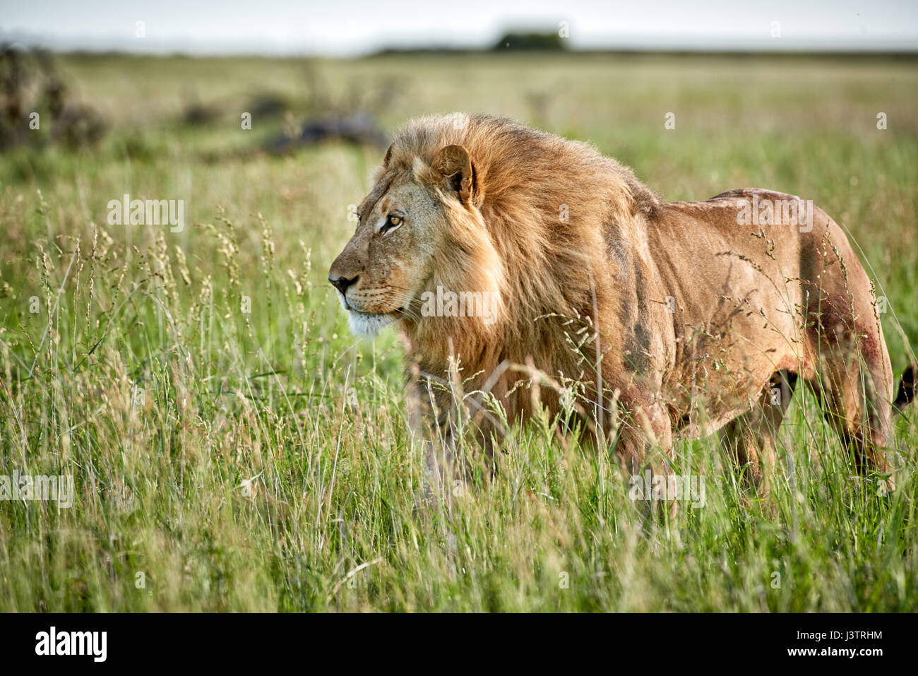 male lion (panthera leo) patrolling through  the area Stock Photo