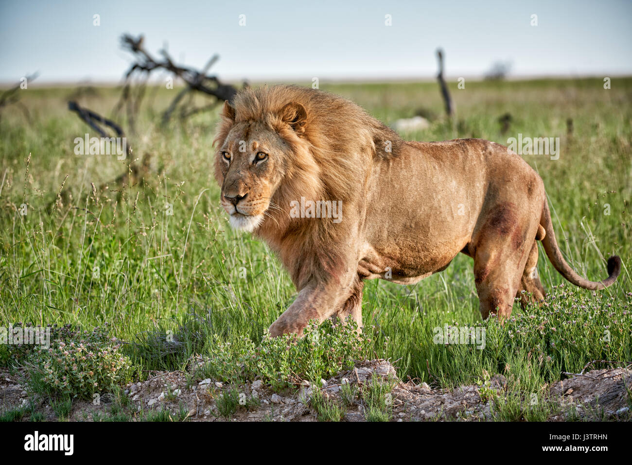 male lion (panthera leo) patrolling through the area Stock Photo