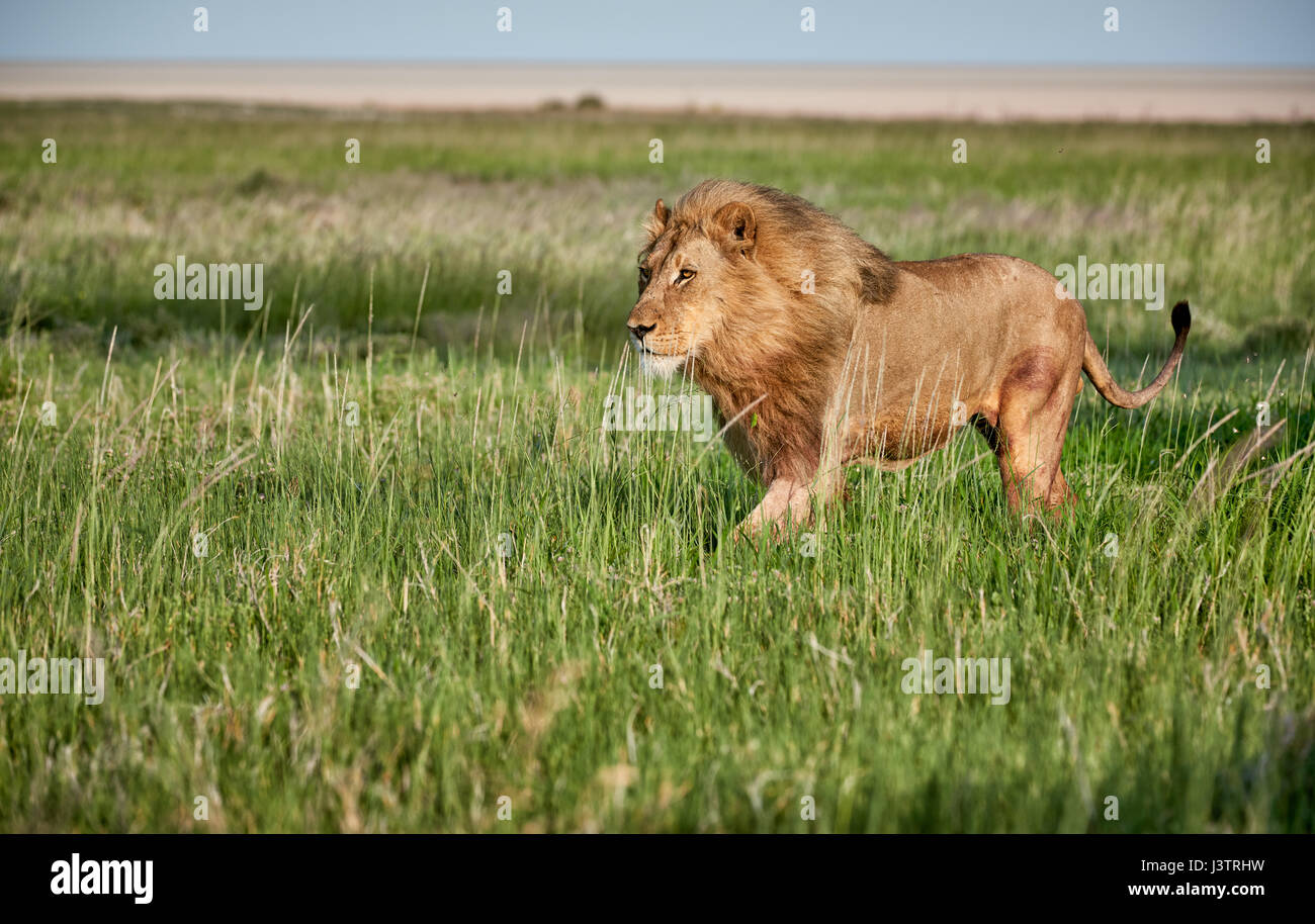 male lion (panthera leo) patrolling through  the area Stock Photo