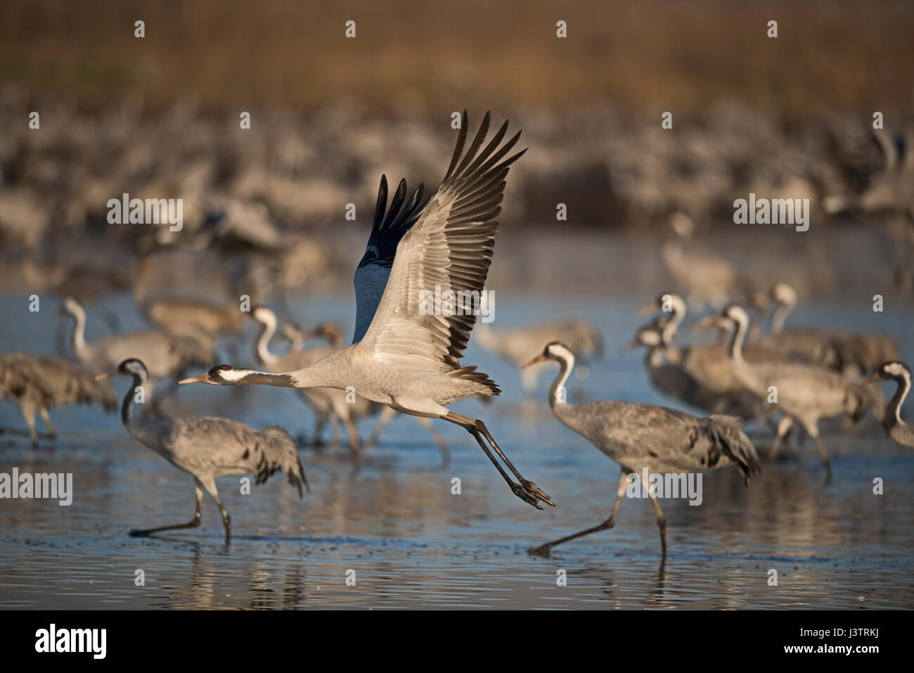 Common Cranes Grus grus, wintering at  the Hula Lake Park, Hula Valley Northern Israel.  Farmers spread 8 tons of Maize a day on to the marsh to keep Stock Photo