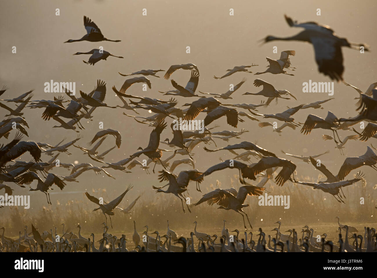 Birds israel hula huleh reserve hi-res stock photography and images - Alamy