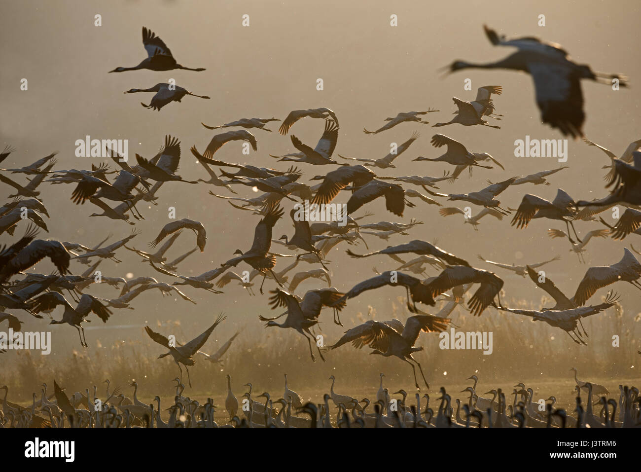 Common Cranes, Grus grus, wintering at  the Hula Lake Park, known in Hebrew as Agamon HaHula in the Hula Valley Northern Israel.  Farmers spread 8 ton Stock Photo