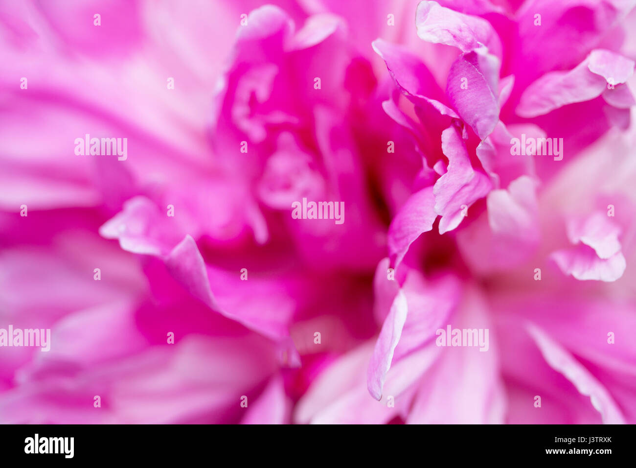 Background of the petals. Peony pink close-up Stock Photo - Alamy