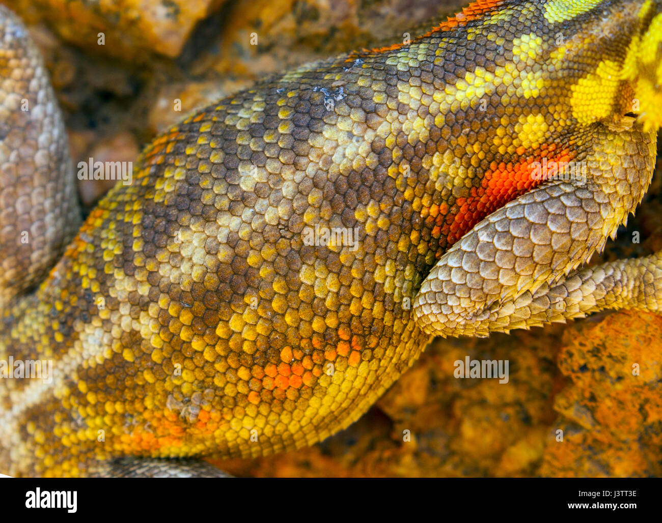 Female Namibian Rock Agama Lizard Agama planiceps sunbathing Namibia ...