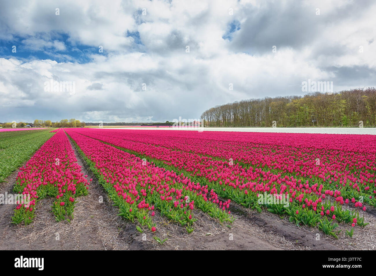The beautiful and colorful Dutch tulips fields in spring Stock Photo ...