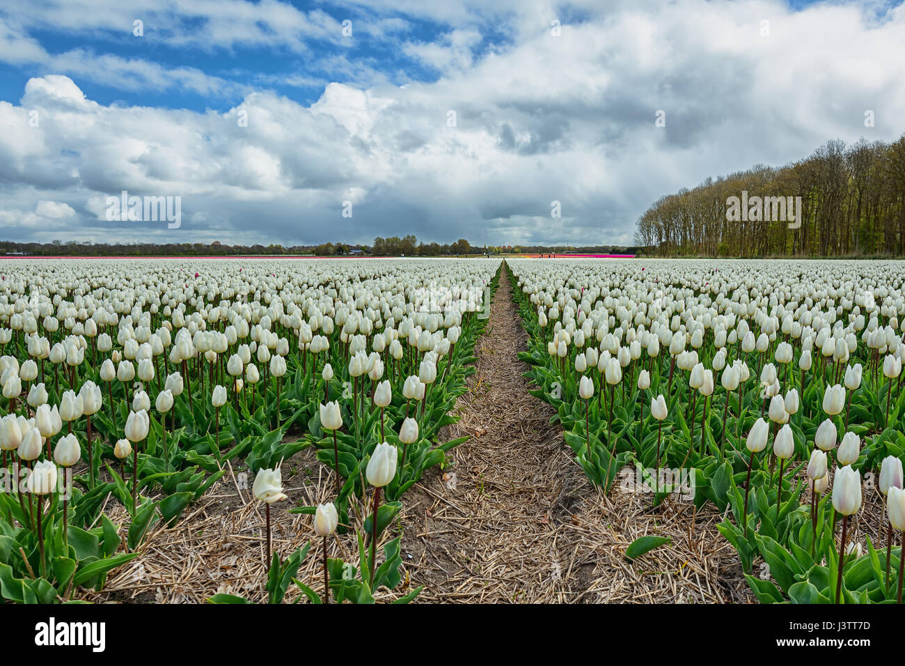 The beautiful and colorful Dutch tulips fields in spring Stock Photo ...