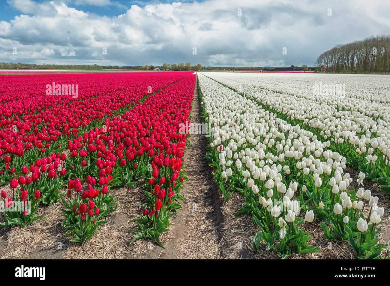 The beautiful and colorful Dutch tulips fields in spring Stock Photo ...