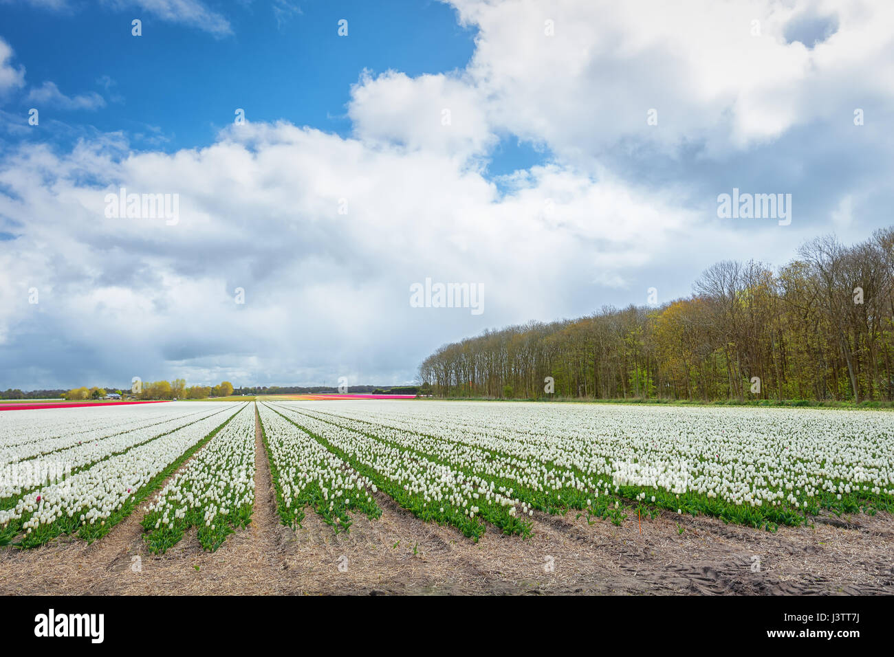 The beautiful and colorful Dutch tulips fields in spring Stock Photo ...