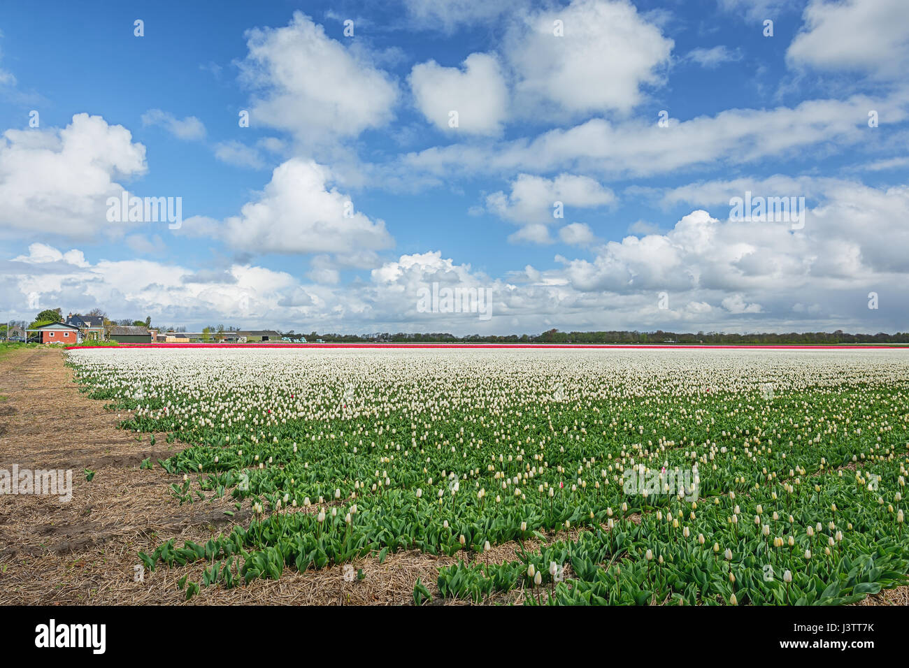 The beautiful and colorful Dutch tulips fields in spring Stock Photo ...