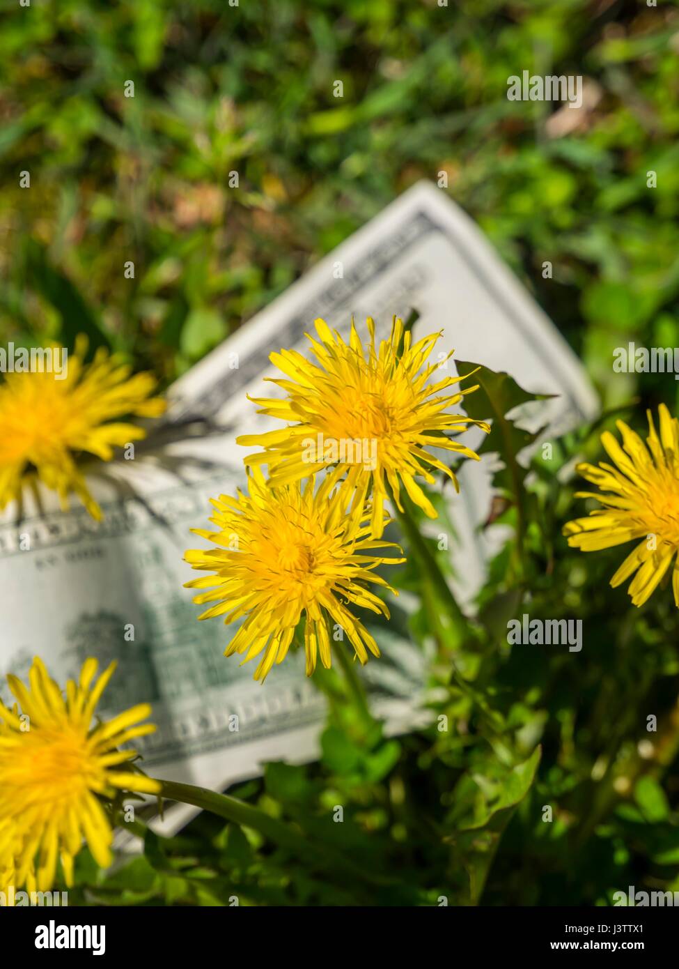 Money dollars in nature behind Yellow flowers Stock Photo