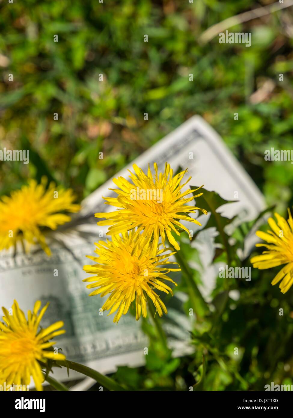 Money dollars in nature behind Yellow flowers Stock Photo