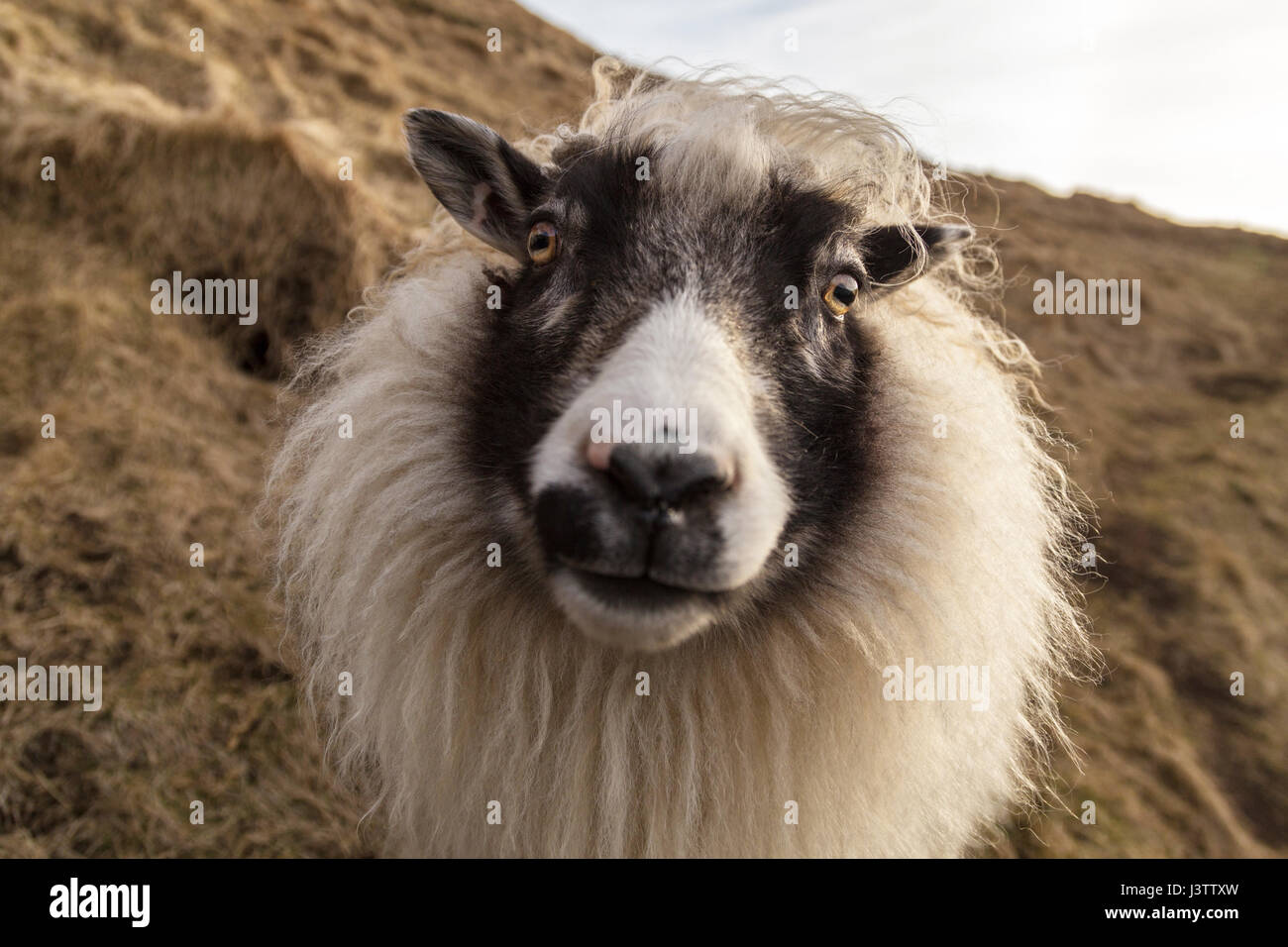 Traditional, long haired, white Icelandic sheep looking directly into the camera. It is on the side of a steep hill with brown winter vegetation. The Stock Photo