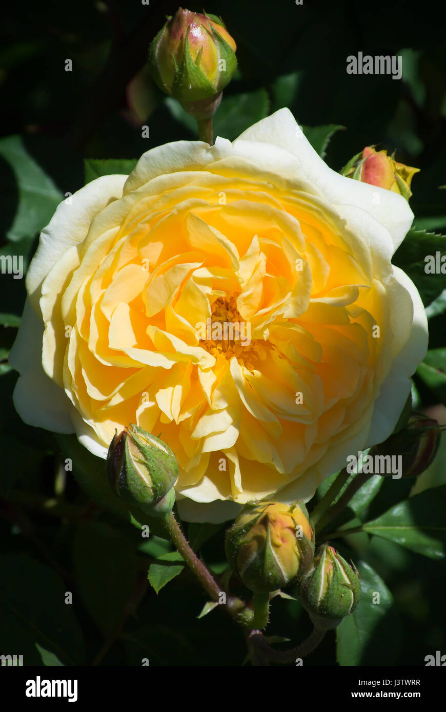 Yellow flowers in hires stock photography and images Alamy