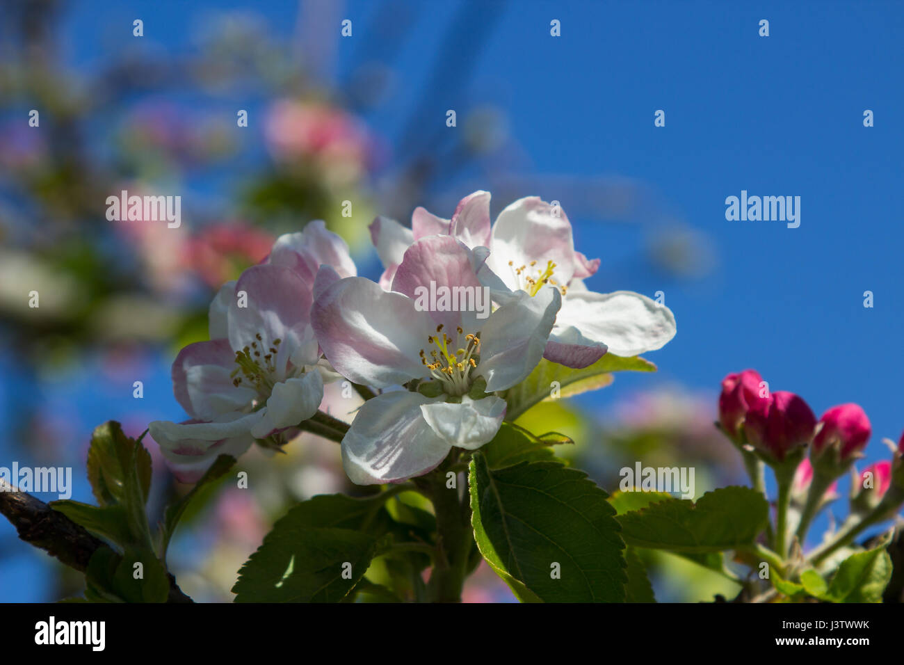 Apple blossom in mid spring on a small tree in a garden in Ireland with