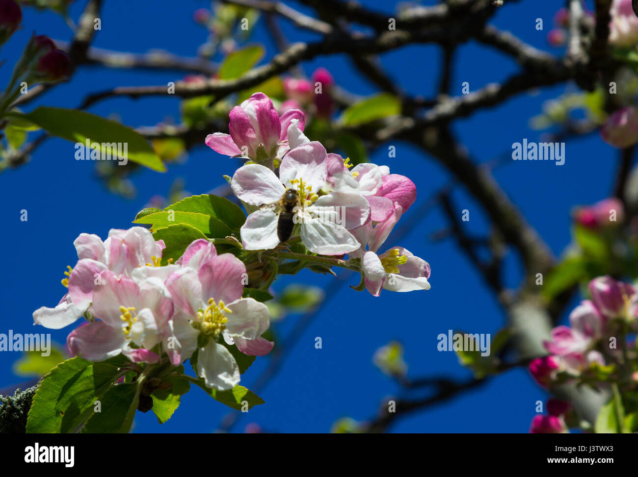 Apple blossom in mid spring on a small tree in a garden in Ireland with