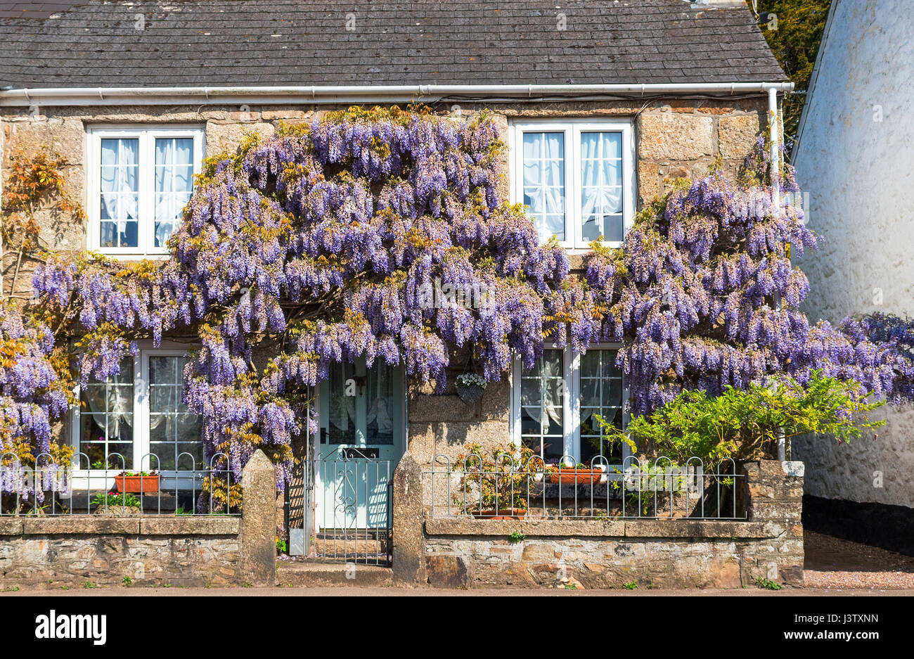wisteria growing on a cottage in cornwall, england, uk Stock Photo
