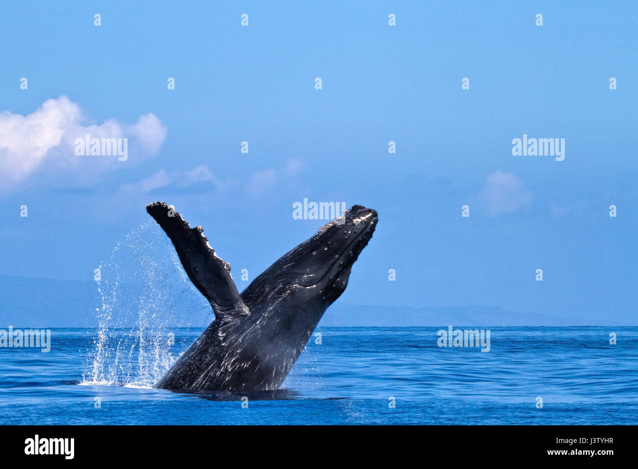Humpback whale breaching in the ocean near Lahaina on Maui Stock Photo