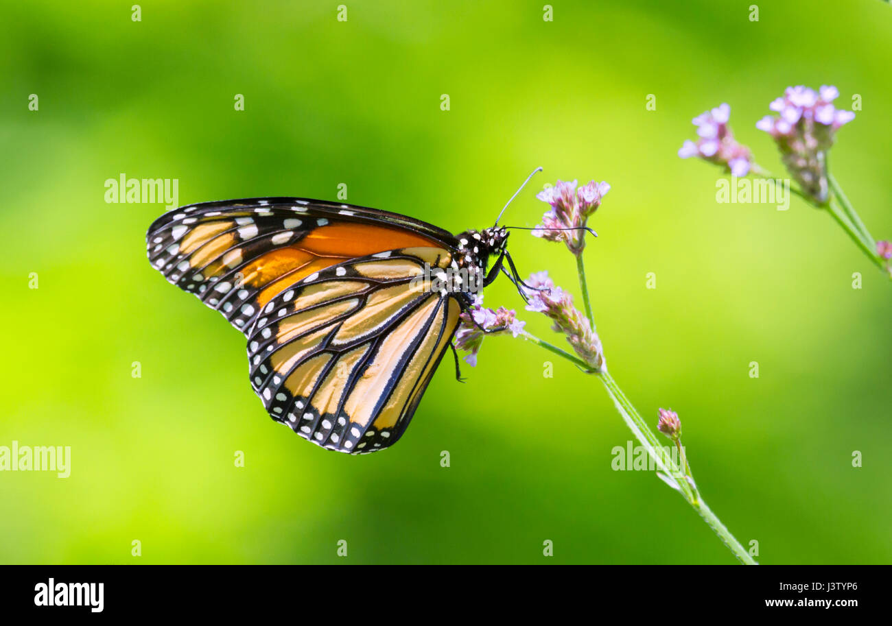 Monarch butterfly (Danaus plexippus) perched on pink flowers Stock ...
