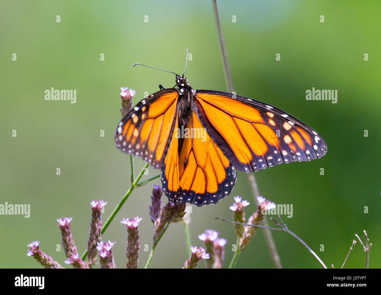 Monarch butterfly (Danaus plexippus) perched on pink flowers Stock ...