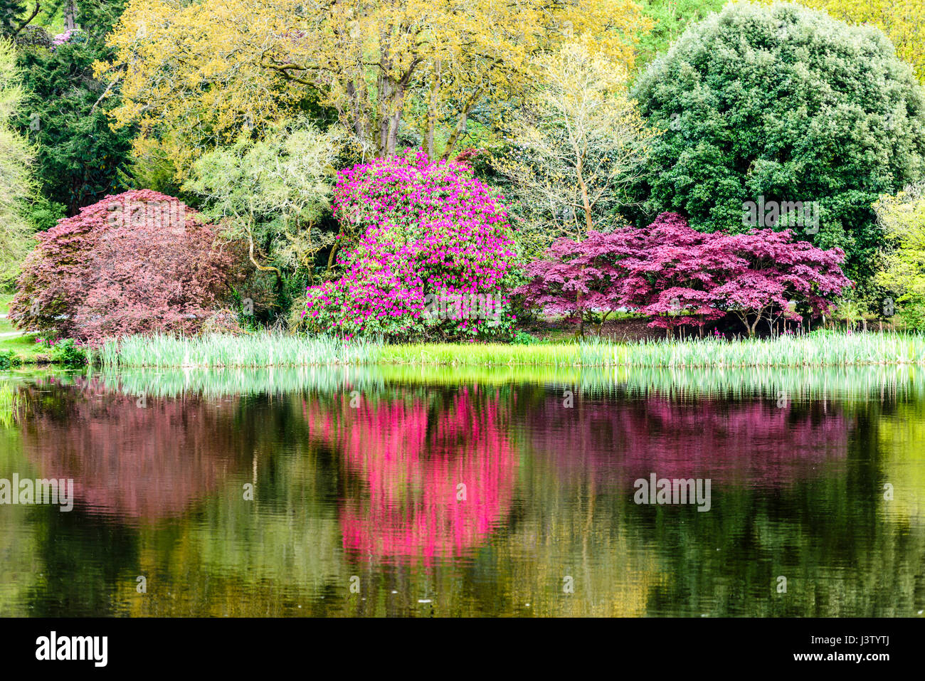 Pink rhododendron and purple Japanese acers reflected in the surface of a large lake in a beautiful garden Stock Photo