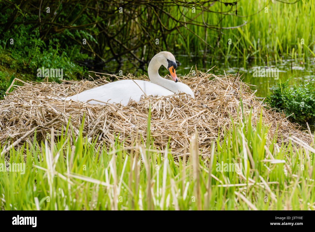 Female mute swan sitting on eggs on her nest among reed beds on a lake Stock Photo