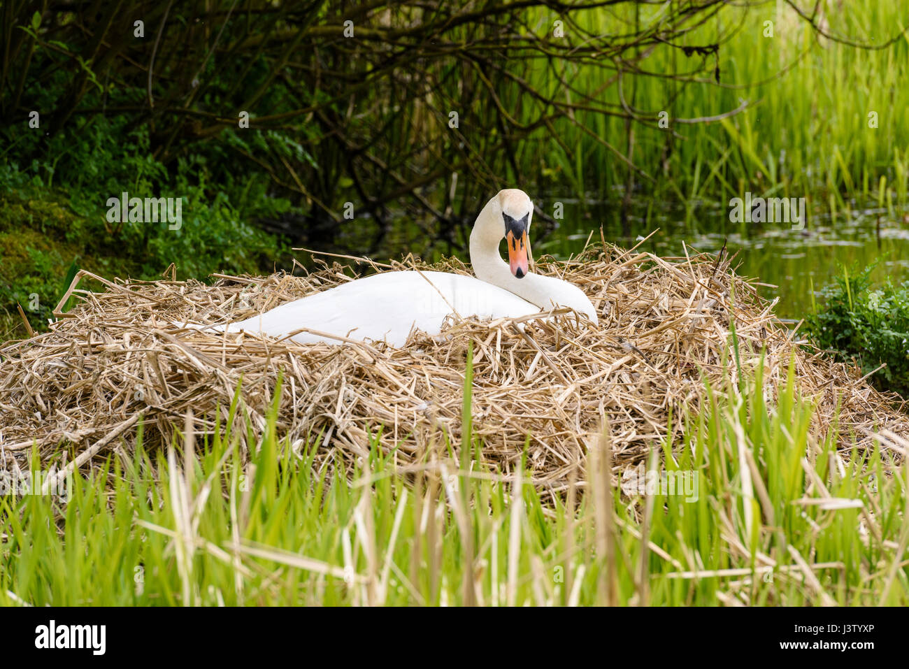 Female mute swan sitting on eggs on her nest among reed beds on a lake Stock Photo