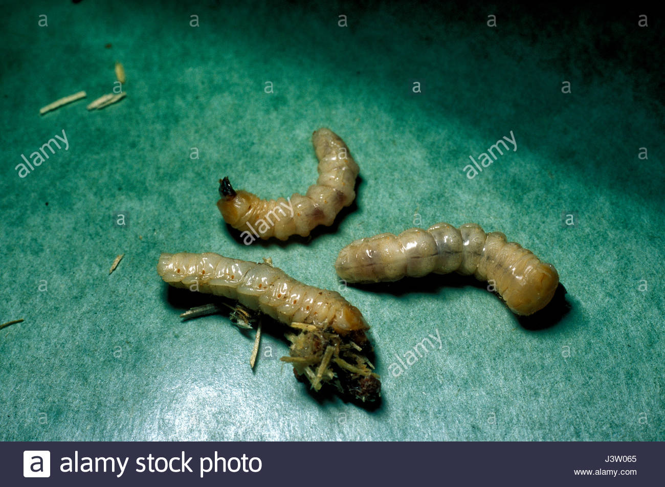 Spruce Cuttings High Resolution Stock Photography and Images Alamy