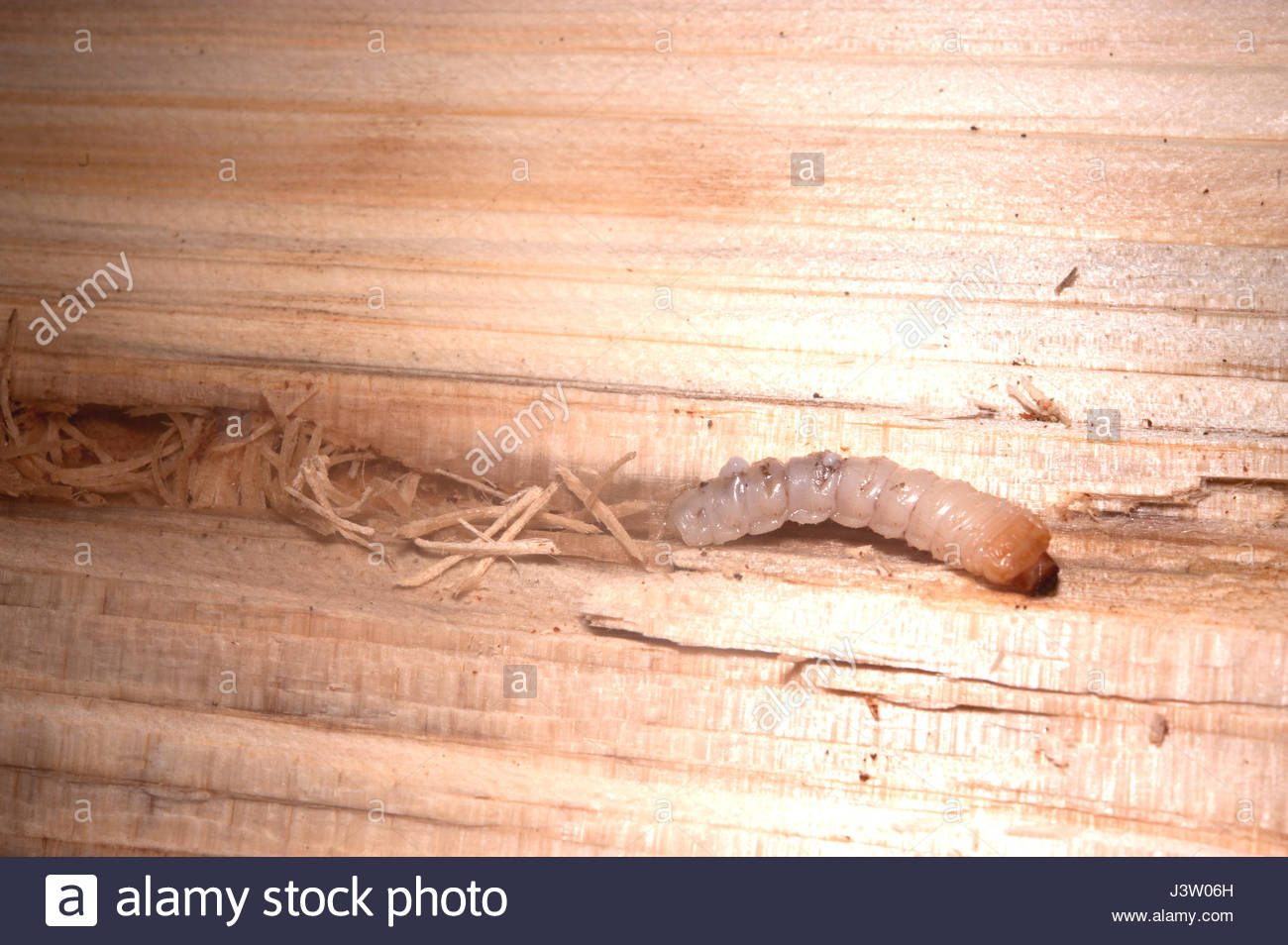 Long Horned Beetle Monochamus High Resolution Stock Photography and