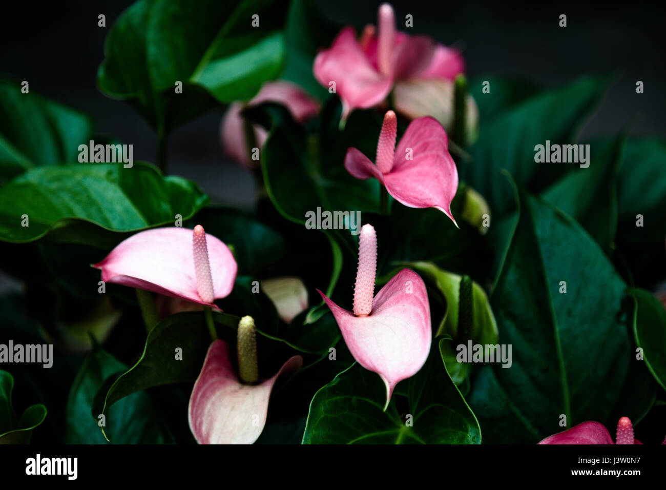Pink Flamingo Flower or peace lily Stock Photo 140076307