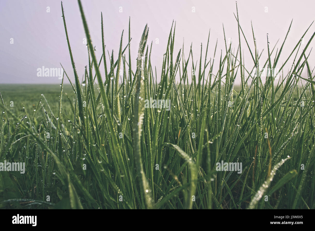sunny meadow with flowers and green grass in summer at countryside ...
