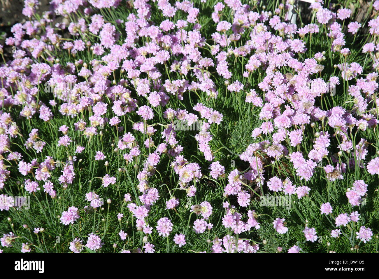 Spring to summer plants and flowers,Zagreb,Croatia,Europe,5 Stock Photo