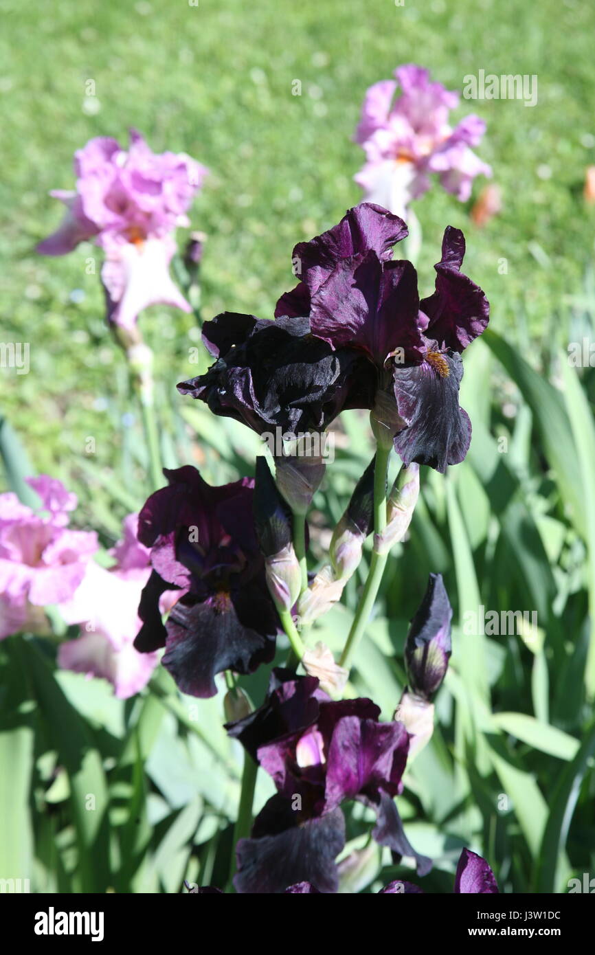 Spring to summer plants and flowers,iris,Zagreb,Croatia,Europe,11 Stock Photo