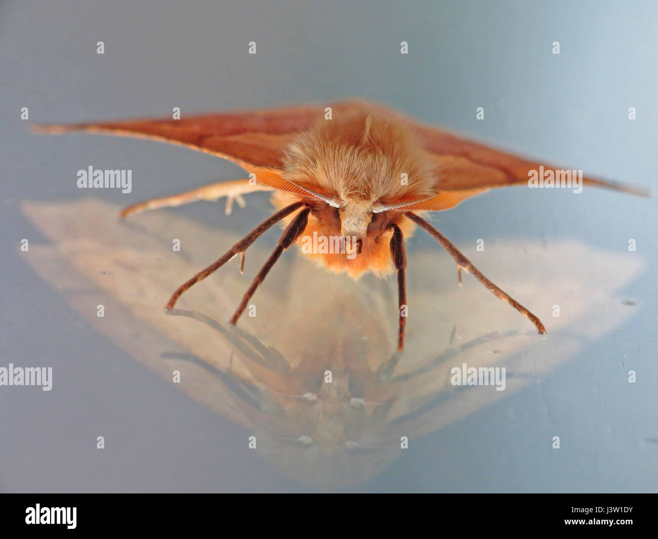 Unusual view of a scalloped oak moth on glass with reflection Stock Photo