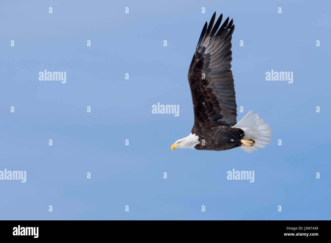 Bald Eagle ( Haliaeetus leucocephalus ), in flight, against blue sky, stretched wings, detailed side view, Yellowstone area, Montana, USA. Stock Photo