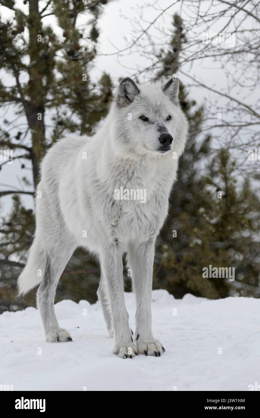 Gray Wolf ( Canis lupus ) in winter, winter fur, standing in snow, on a little hill, looks dangerous, fierce, captive, Yellowstone area, Montana, USA. Stock Photo