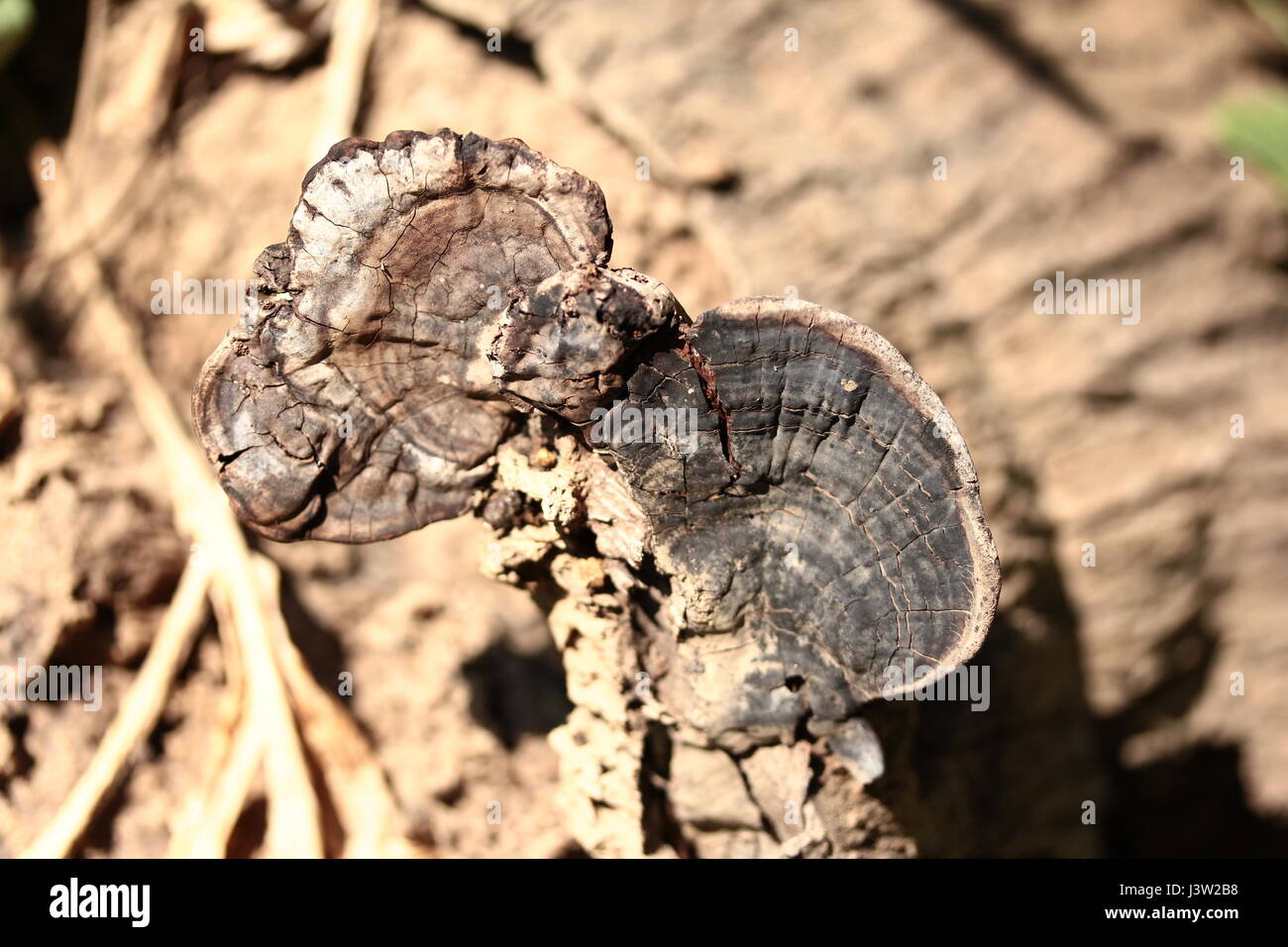 Wood mushrooms ( Pycnoporus sanguineus)  growing on dead wood Stock Photo