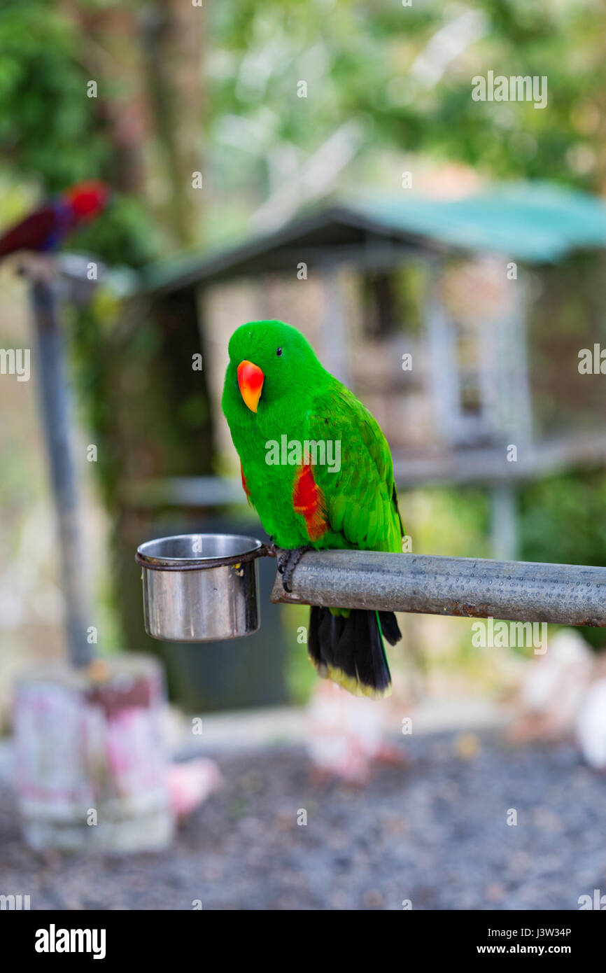 Beautiful green eclectus parrot bird and feed Stock Photo Alamy
