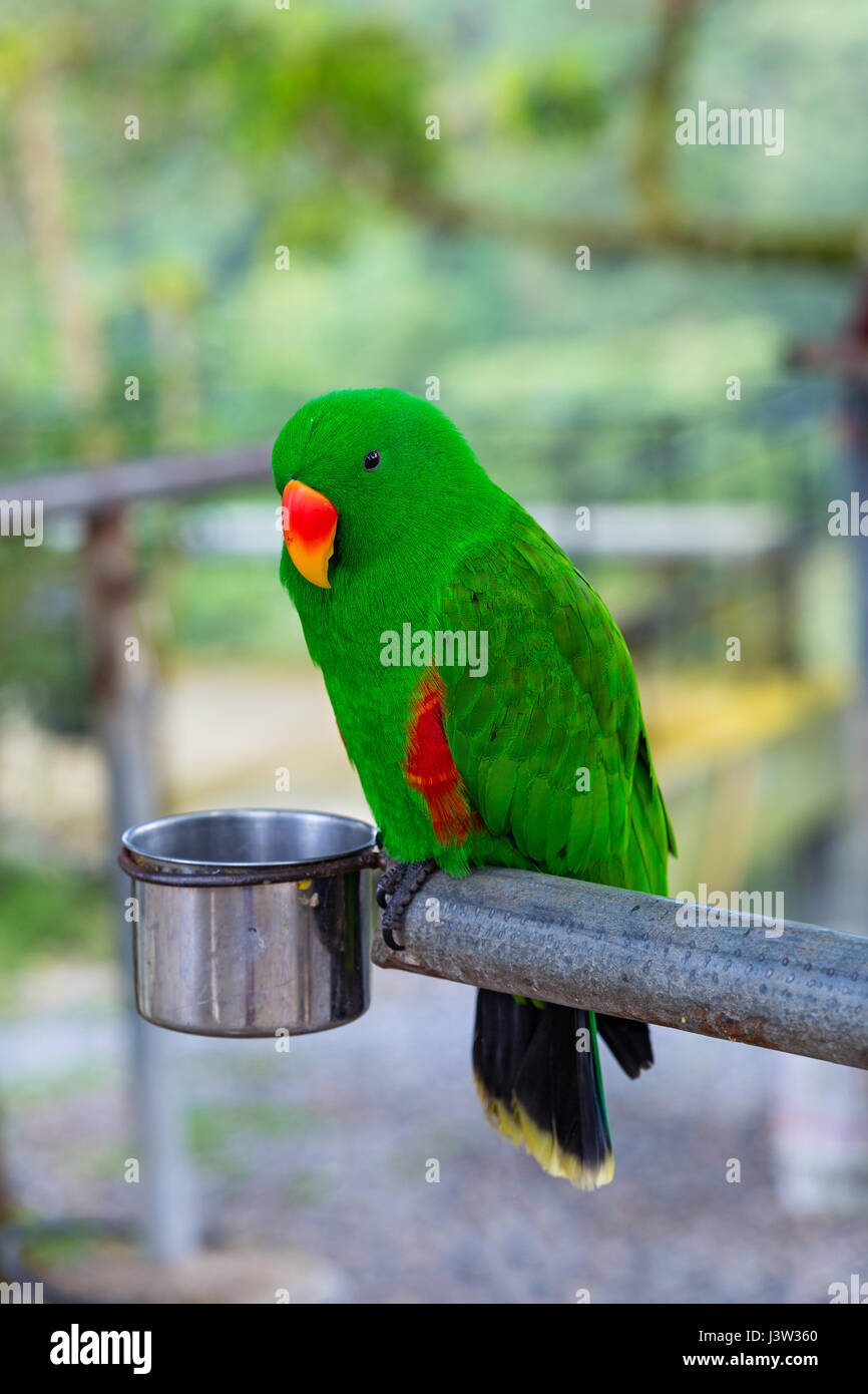 Beautiful green eclectus parrot bird and feed Stock Photo Alamy