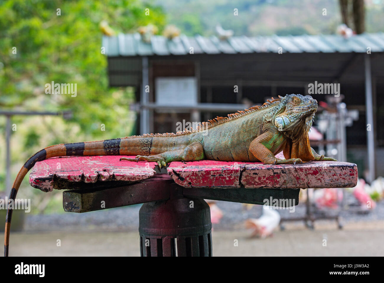 Large lizard of the iguana at the zoo Stock Photo