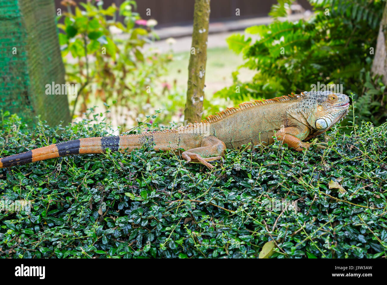 Large lizard of the iguana on the leaves of the Bush Stock Photo