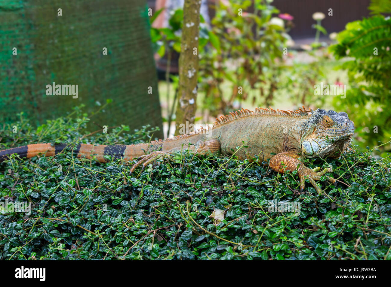 Large lizard of the iguana on the leaves of the Bush Stock Photo