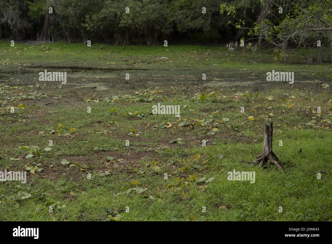 Lettuce Lake Park Stock Photo Alamy