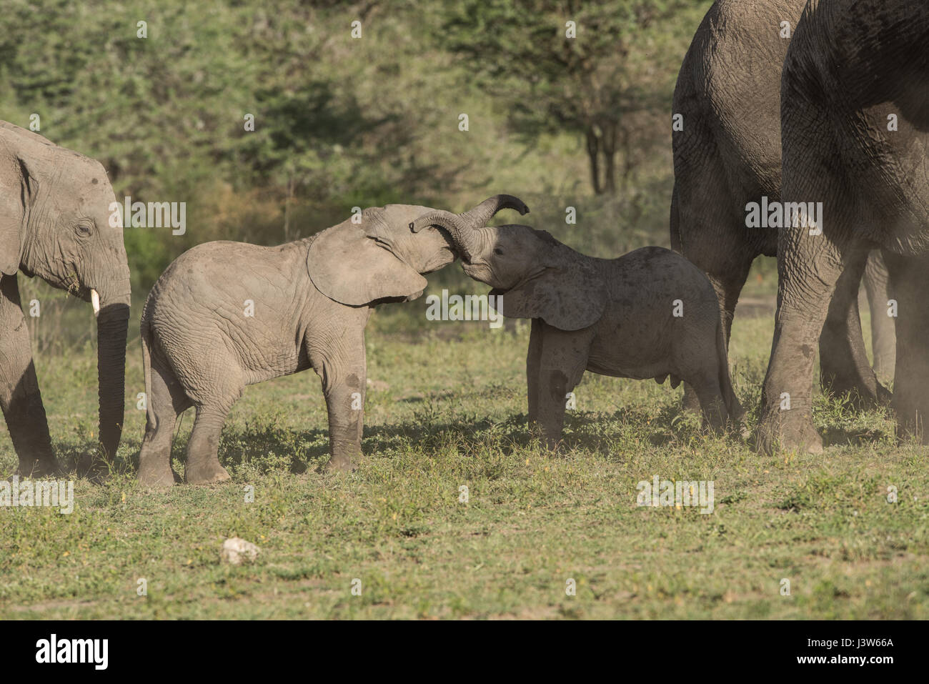 Baby elephants playing, Tanzania Stock Photo Alamy