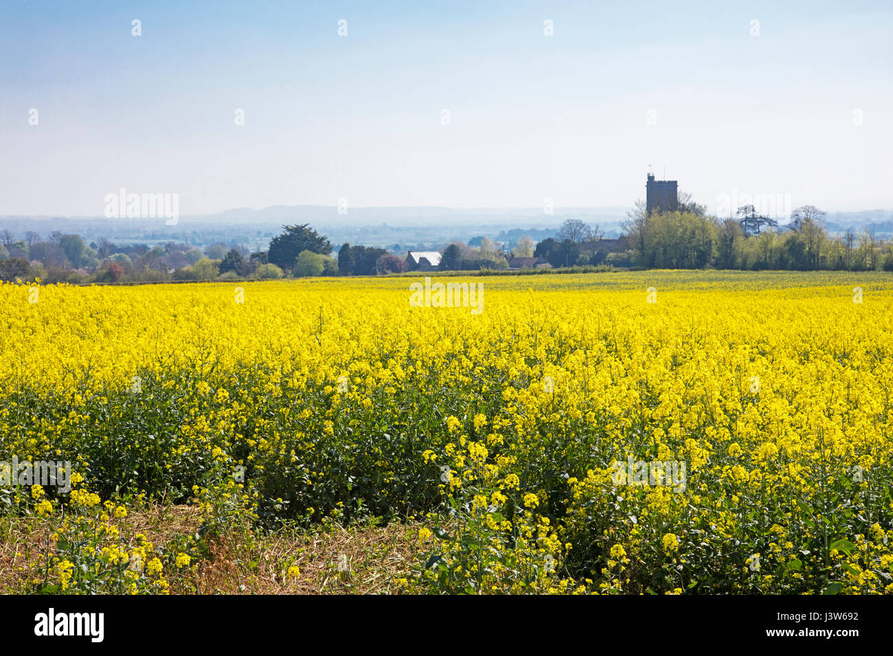 Beautiful Yellow flowering fields of rapeseed in Somerset England Stock Photo
