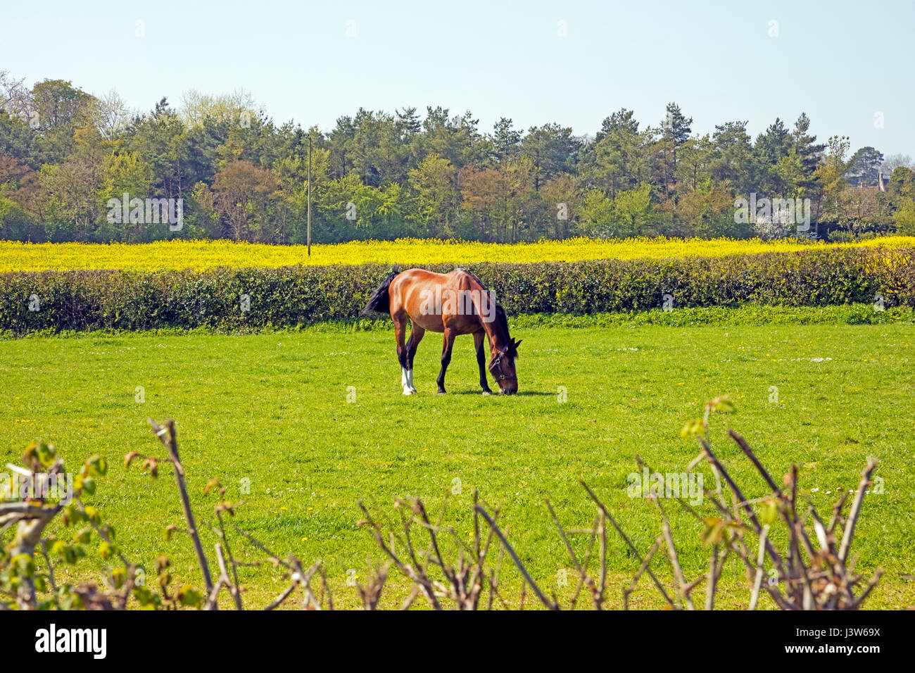 Beautiful horse grazing in a field in Somerset England Stock Photo