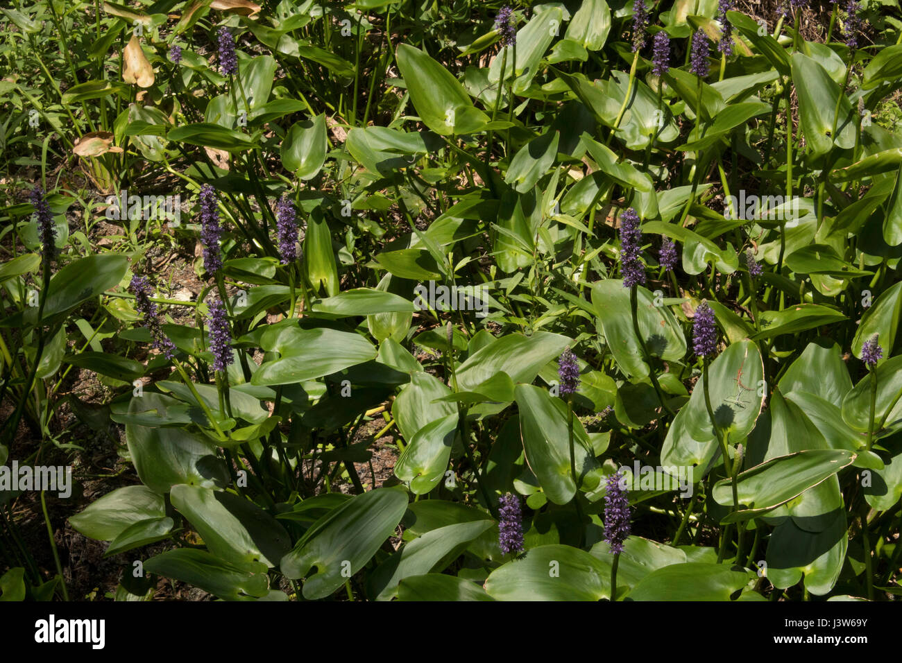 Lettuce Lake Park Stock Photo Alamy
