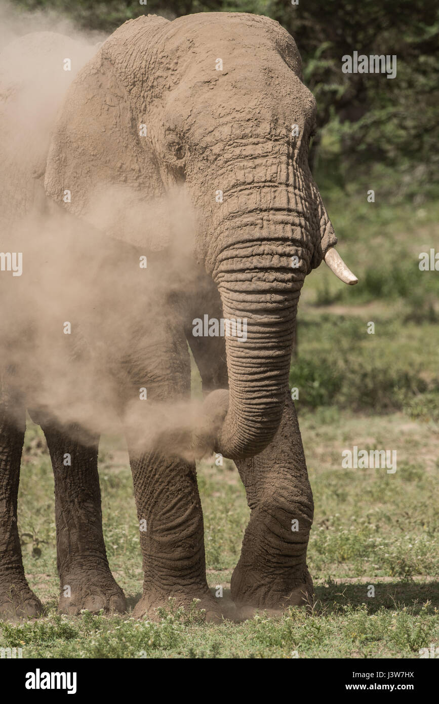 Elephant dust bath, Tanzania Stock Photo Alamy