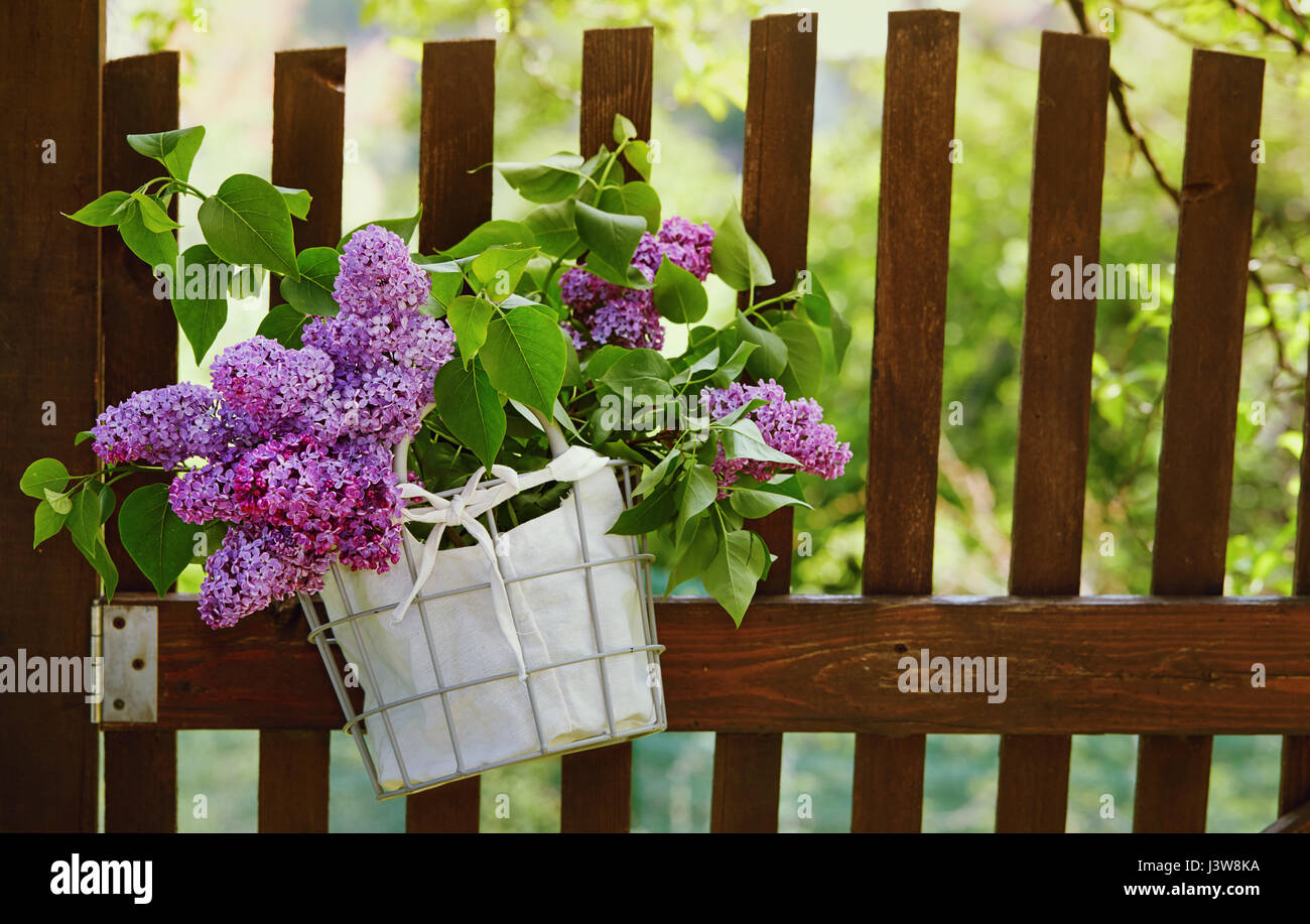 Lilac flowers in basket hanging on wooden garden fence. Bouquet of lilac decorating weathered wooden fence. Stock Photo