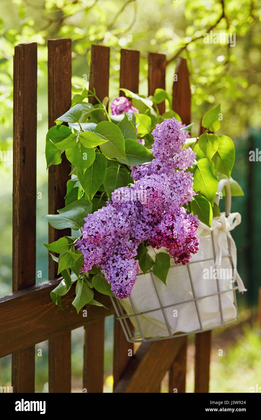 Lilac flowers in basket hanging on wooden garden fence. Bouquet of lilac decorating picket fence adjoining meadow. Stock Photo